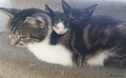 Mixed Breed cats for sale: Lovely kittens  - Image 4