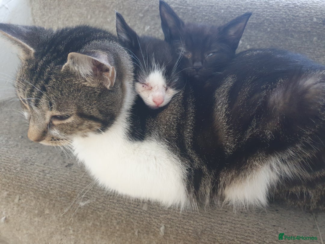 Mixed Breed cats for sale: Lovely kittens  - Image 4