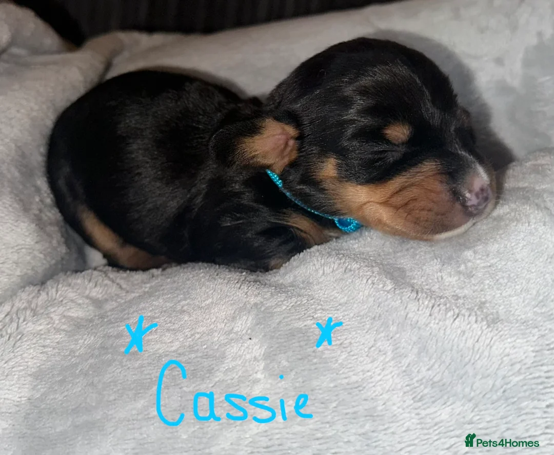 Miniature Dachshund dogs for sale: Long haired miniature dachshunds - Advert 12
