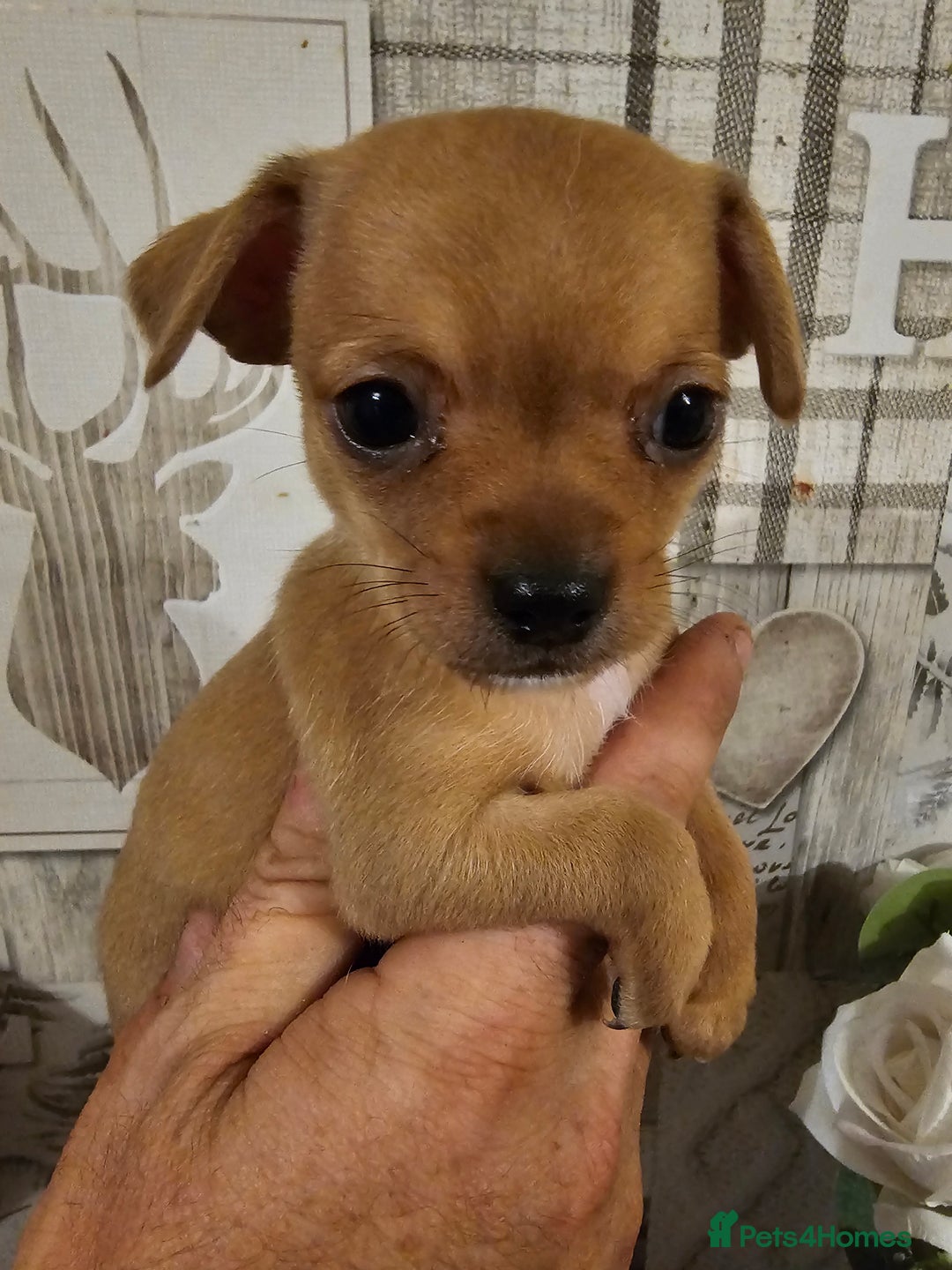 Chihuahua dogs for sale: Chihuahua  - Image 17