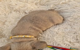 French Bulldog dogs for sale: Rosie litter  - Image 7