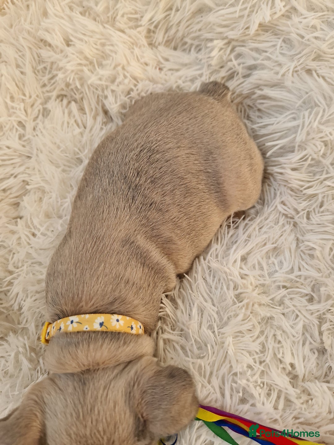 French Bulldog dogs for sale: Rosie litter  - Image 7