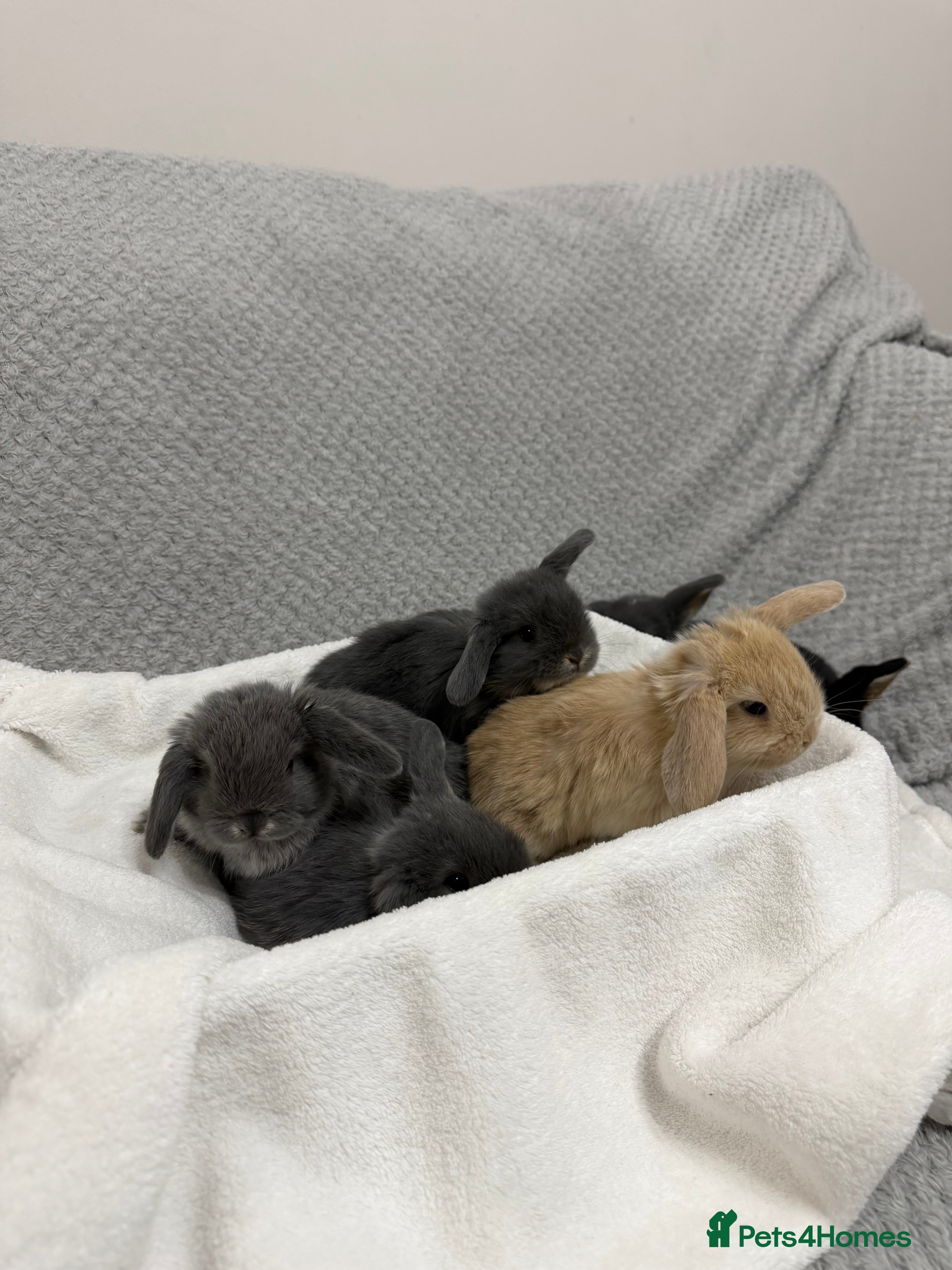 Mini Lop rabbits 6 gorgeous mini lops  in Tiverton - Advert 3
