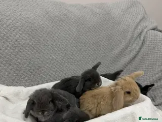 Mini Lop rabbits 6 gorgeous mini lops in Tiverton - Advert 3