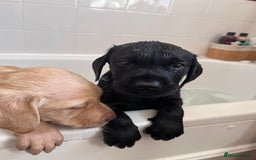 Labrador Retriever dogs for sale: Last Yellow Male available 19th Sept 2025 - Image 8