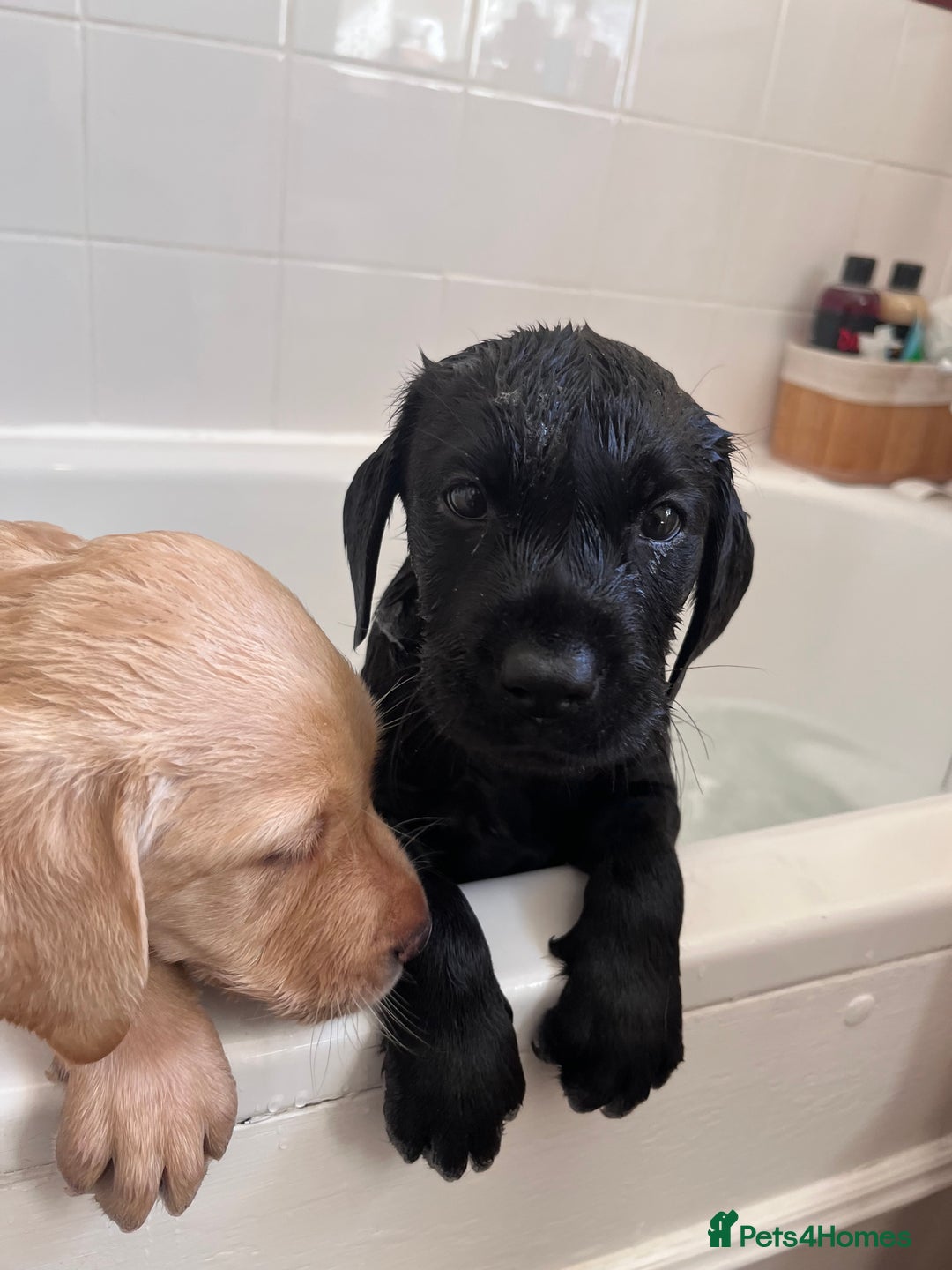 Labrador Retriever dogs for sale: Last Yellow Male available 19th Sept 2025 - Image 8