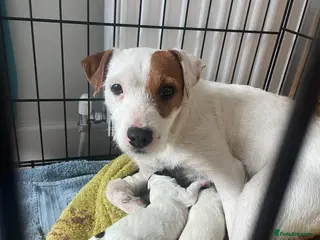 Mixed Breed dogs 1 male jack Russel/ springer pup - Advert 3
