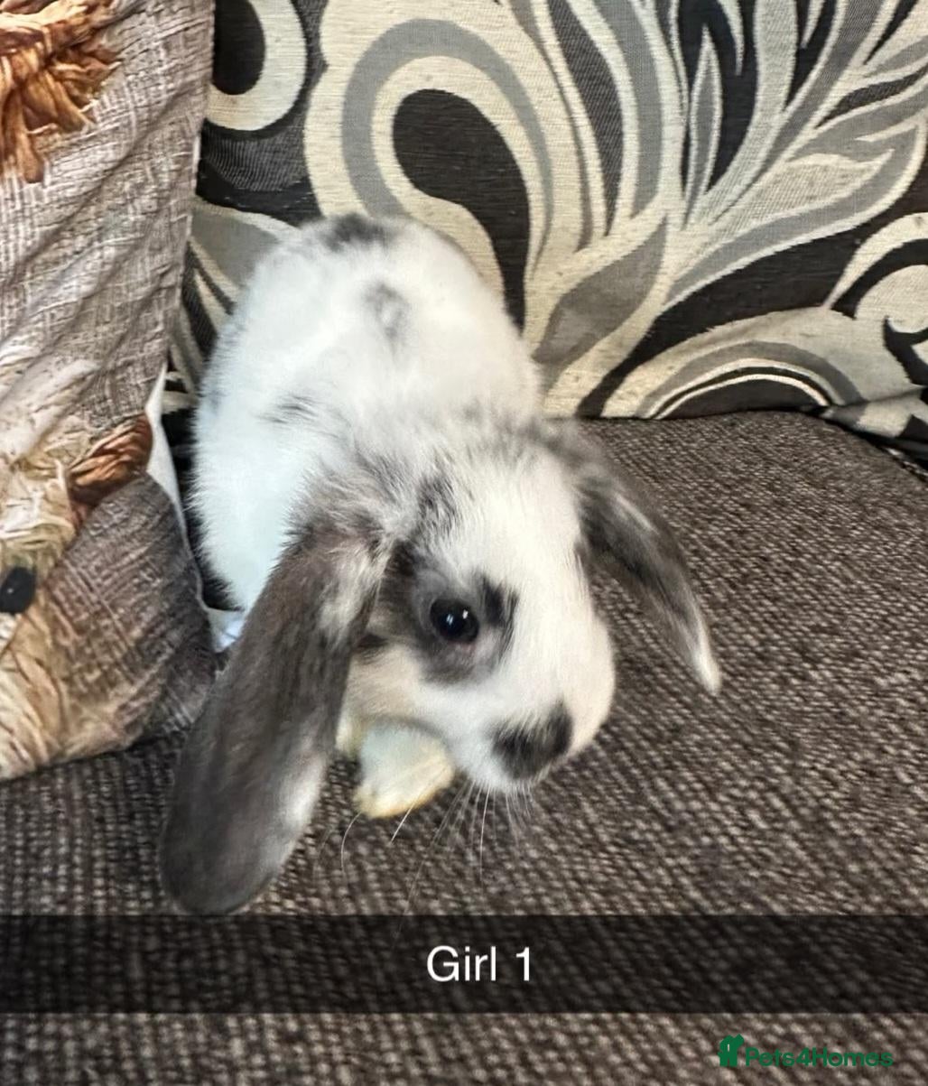 Mixed Breed rabbits Baby rabbits  - Advert 1