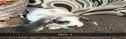 Mixed Breed rabbits for sale: Baby rabbits  - Advert 1