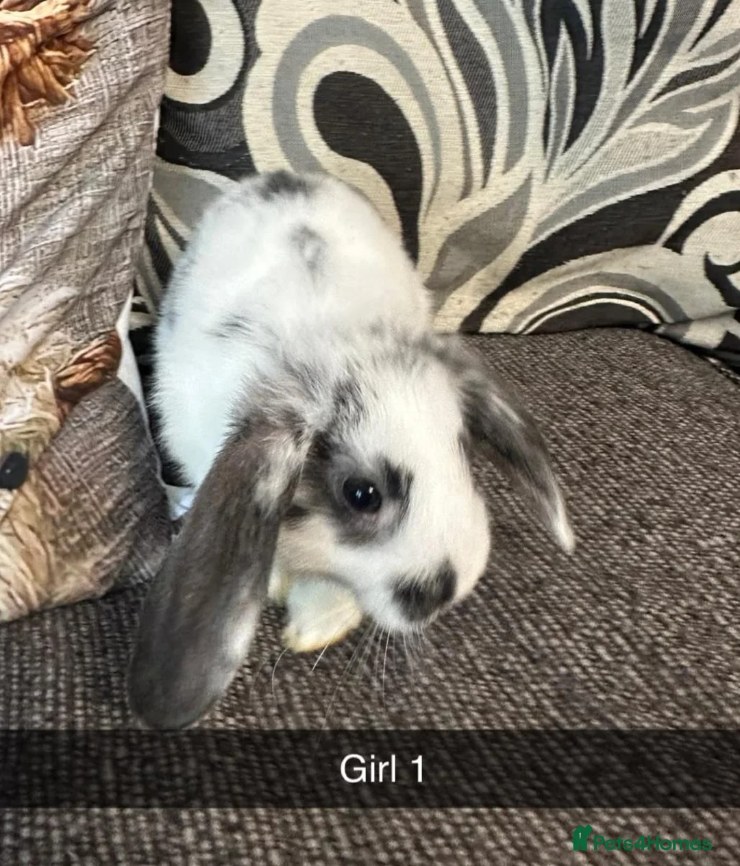 Mixed Breed rabbits for sale: Baby rabbits  - Advert 1