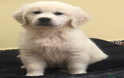 Golden Retriever dogs for sale: Home bred Chunky cream Goldie pups - Image 3