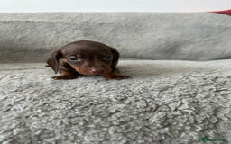 Dachshund dogs for sale: Beautiful dachshund puppies  - Image 11