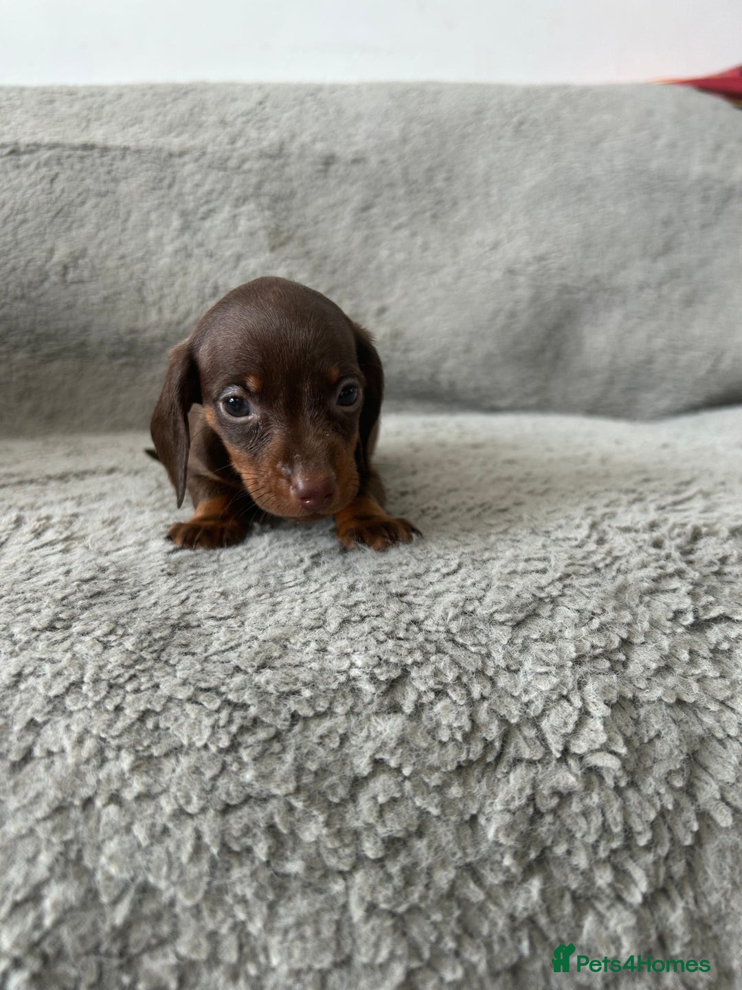 Dachshund dogs for sale: Beautiful dachshund puppies  - Image 11