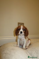 Cavalier King Charles Spaniel dogs - Advert 5