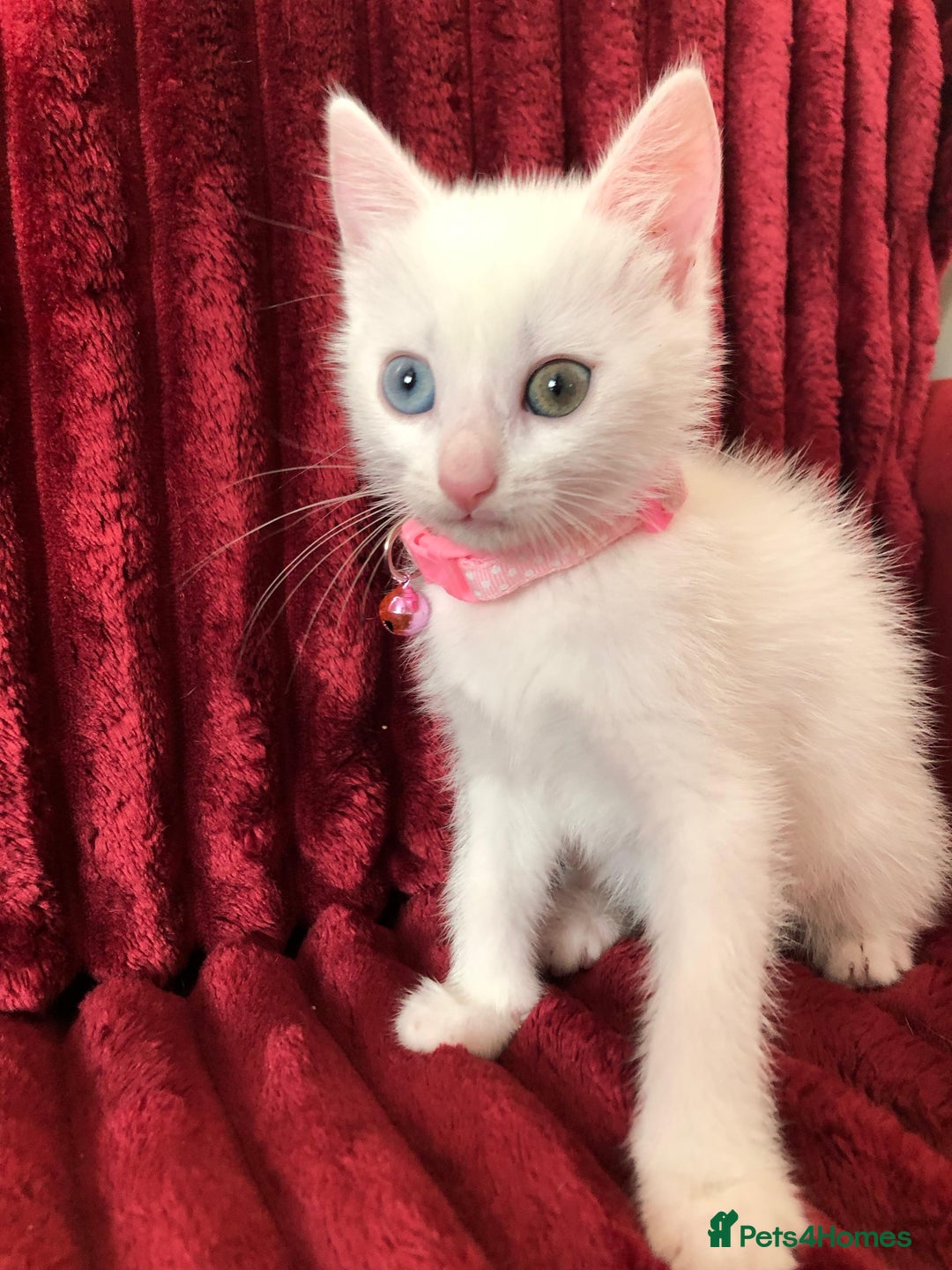 Mixed Breed cats for sale: Black / Brown And White Kittens - Advert 11