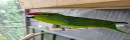 Parakeets birds for sale: Kakarikis - Advert 3