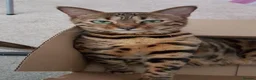 Bengal cats for sale: Bengal Female (indoor only) in Southampton - Advert 7