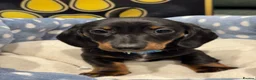 Dachshund dogs for sale: Kc standard dachshund puppy - Advert 3
