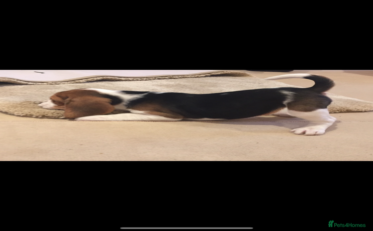 Beagle dogs - Advert 1