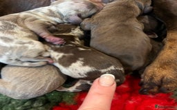 Miniature Dachshund dogs for sale: Isabella dapple KC stunning healthy dachshund  - Image 4