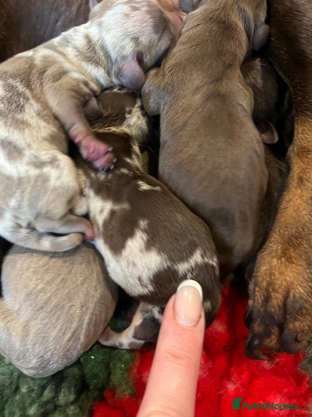 Miniature Dachshund dogs for sale: Isabella dapple KC stunning healthy dachshund  - Image 4