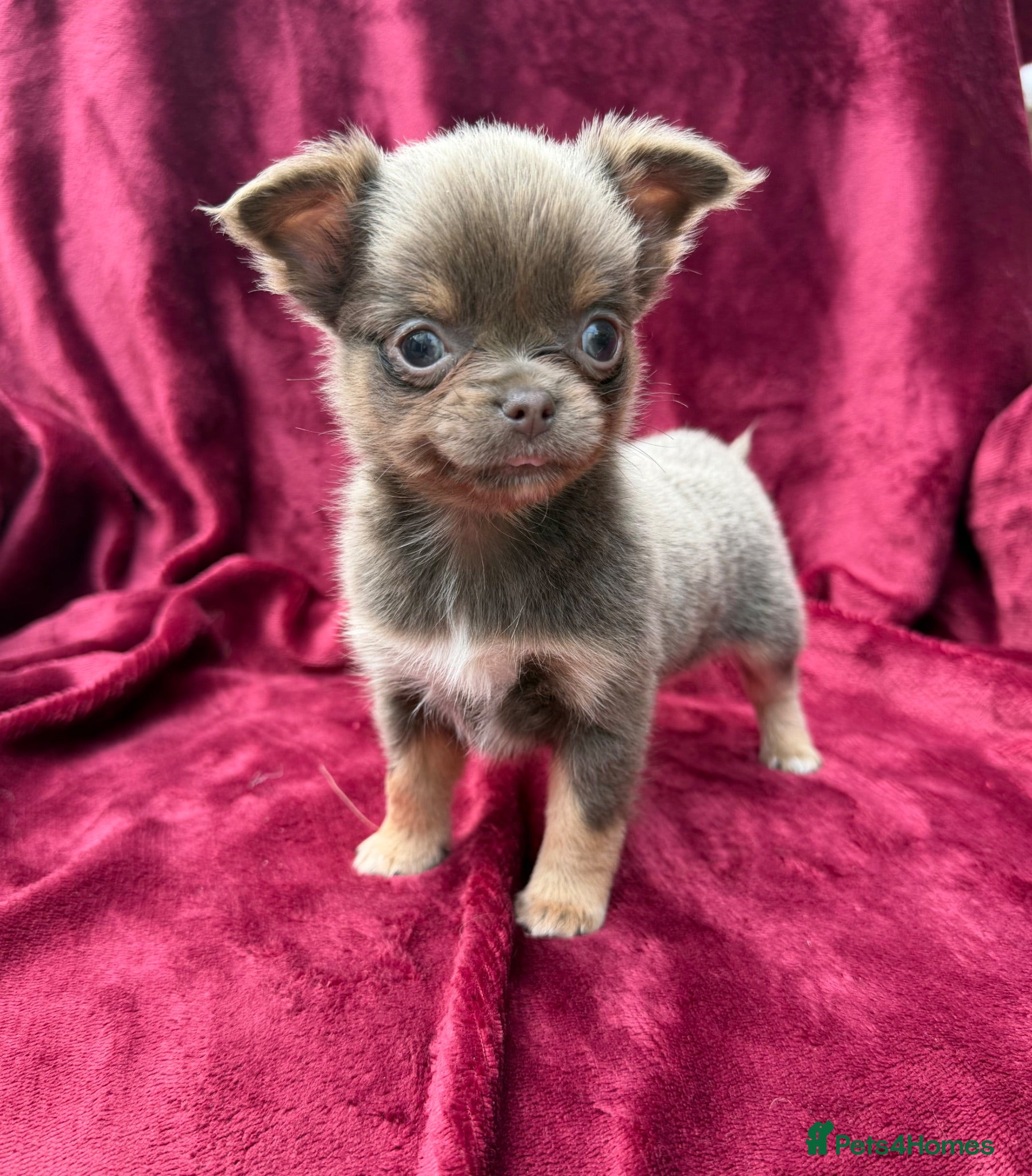 Chihuahua dogs Gorgeous KC reg, lilac long coat girl  - Advert 3