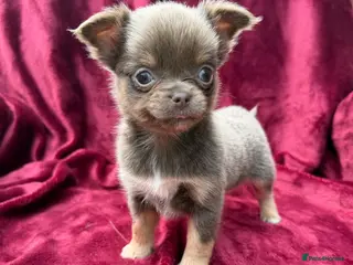 Chihuahua dogs Gorgeous KC reg, lilac long coat girl - Advert 3