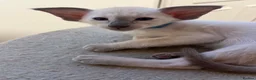 Siamese cats for sale: GCCF Registered Stunning Siamese Kittens  - Advert 15