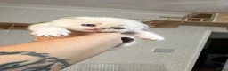 Scottish Fold cats for sale: Four Little Snowflakes with Unreal Blue Eyes  - Advert 14
