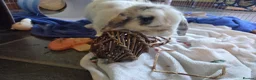 English Spot rabbits for sale: Neutred beautiful boy looking gor his forever home - Advert 9