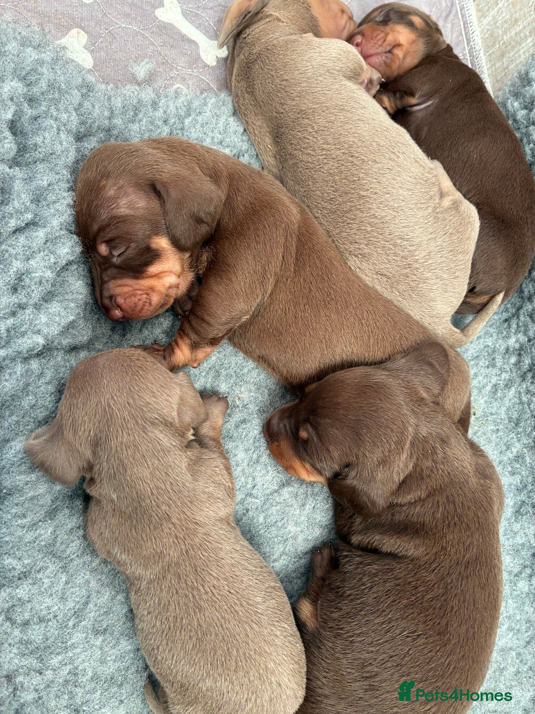 Miniature Dachshund dogs for stud: Mini dachshund STUD - Advert 10