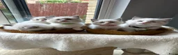 Ragdoll cats for sale:  TICA Quality Beautiful ragdoll kittens 😻🌟 - Advert 19