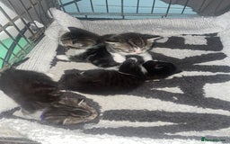 British Shorthair cats for sale: 2 4 week old British short hair cross kittens  - Image 3