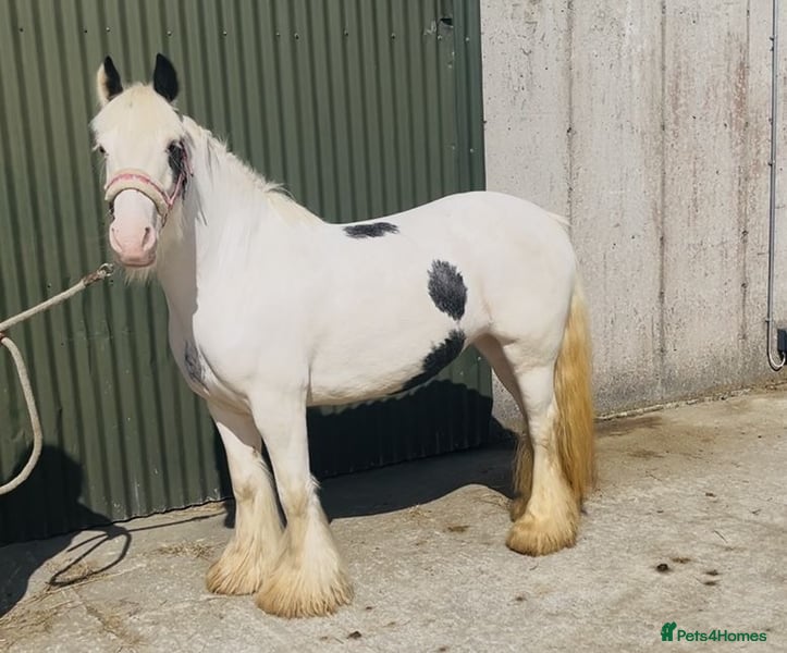 Other Breed horses Stunning Irish Cob Mare – Family & Pony Club Pony - Advert 3