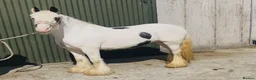Other Breed horses for sale: Stunning Irish Cob Mare – Family & Pony Club Pony - Advert 1