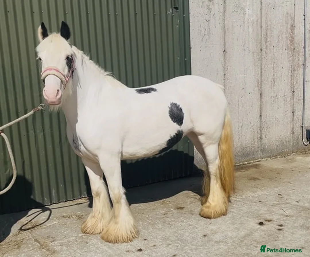 Other Breed horses for sale: Stunning Irish Cob Mare – Family & Pony Club Pony - Advert 1