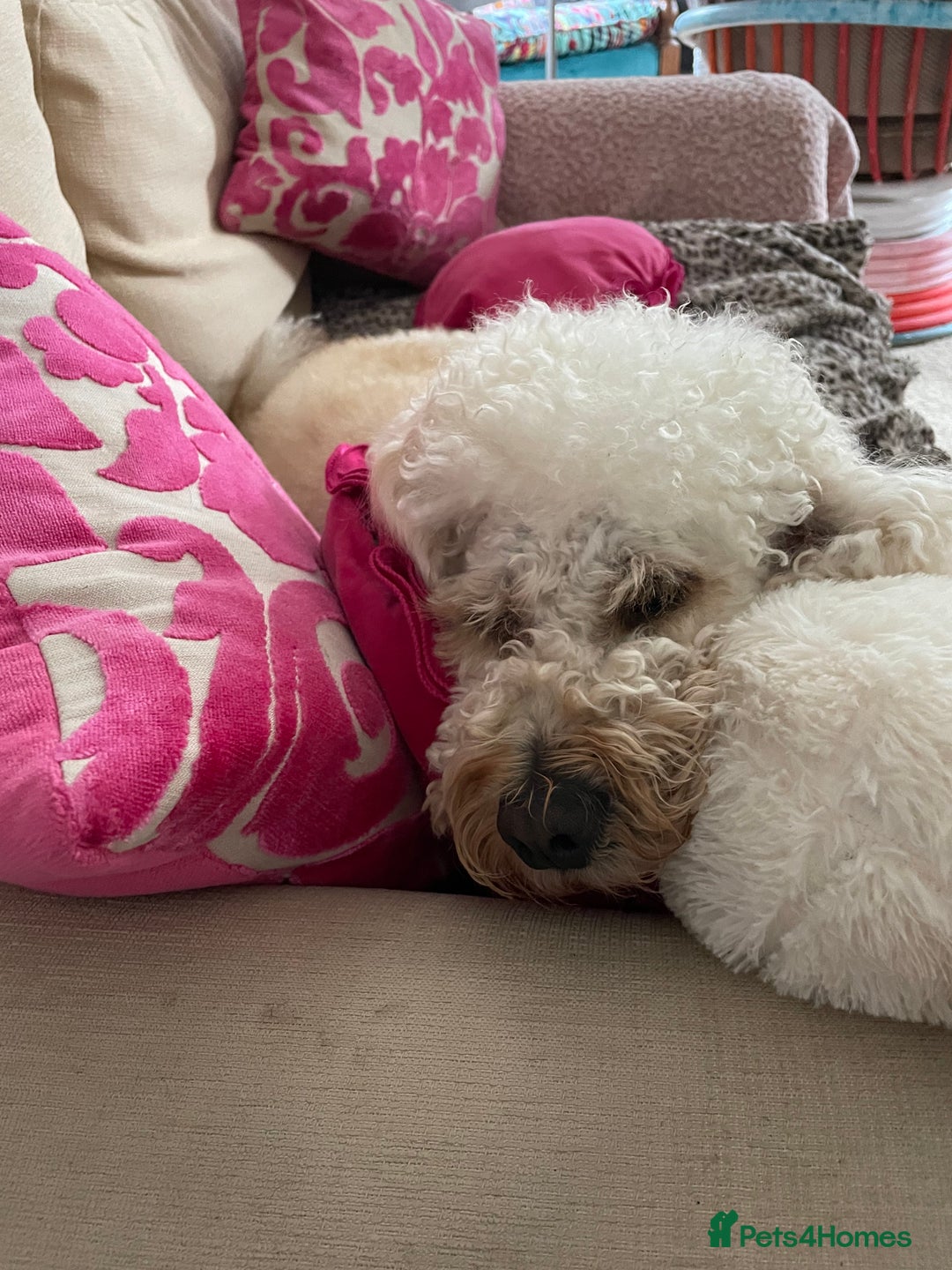 Mini Goldendoodle dogs for stud: Stud sire wanted  - Image 7