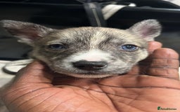 Mixed Breed dogs for sale: Blue nose staffy x Siberian husky pups - Image 1
