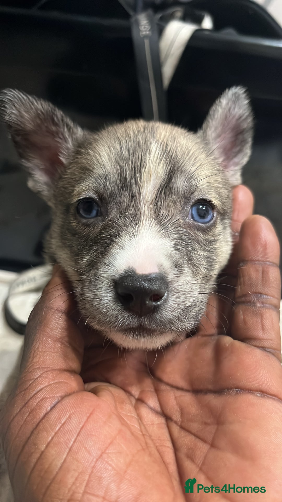 Mixed Breed dogs for sale: Blue nose staffy x Siberian husky pups - Image 1