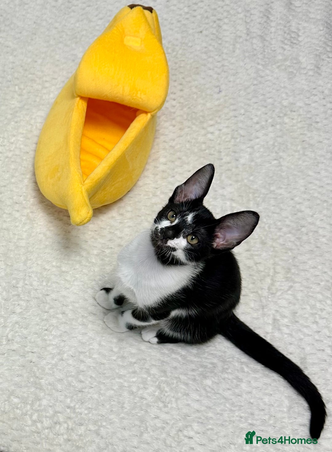 Mixed Breed cats for sale: ✨Cornish Rex Kittens Ready for New Homes Now✨ - Advert 20