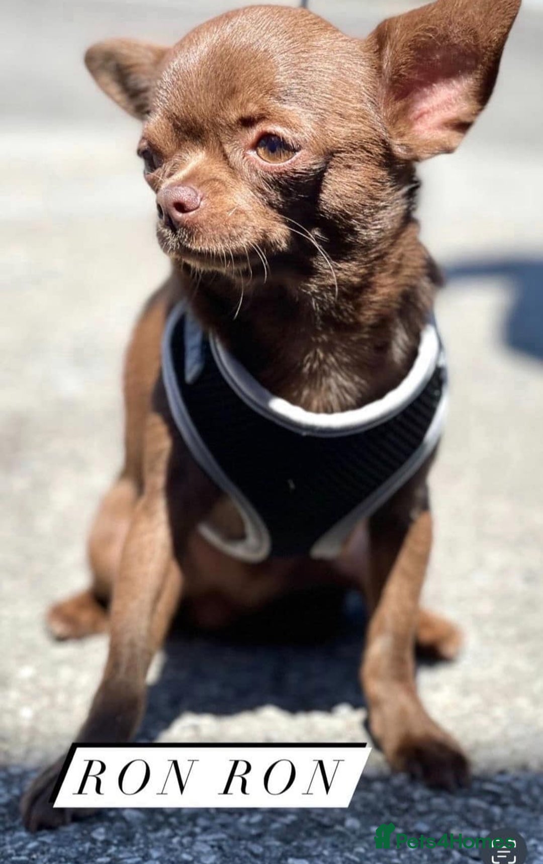Chihuahua dogs for sale: 3 Male DWKC ** Chihuahuas  - Image 17