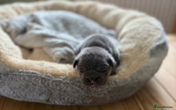 French Bulldog dogs for sale: Stunning litter of French bulldog puppies  - Image 4