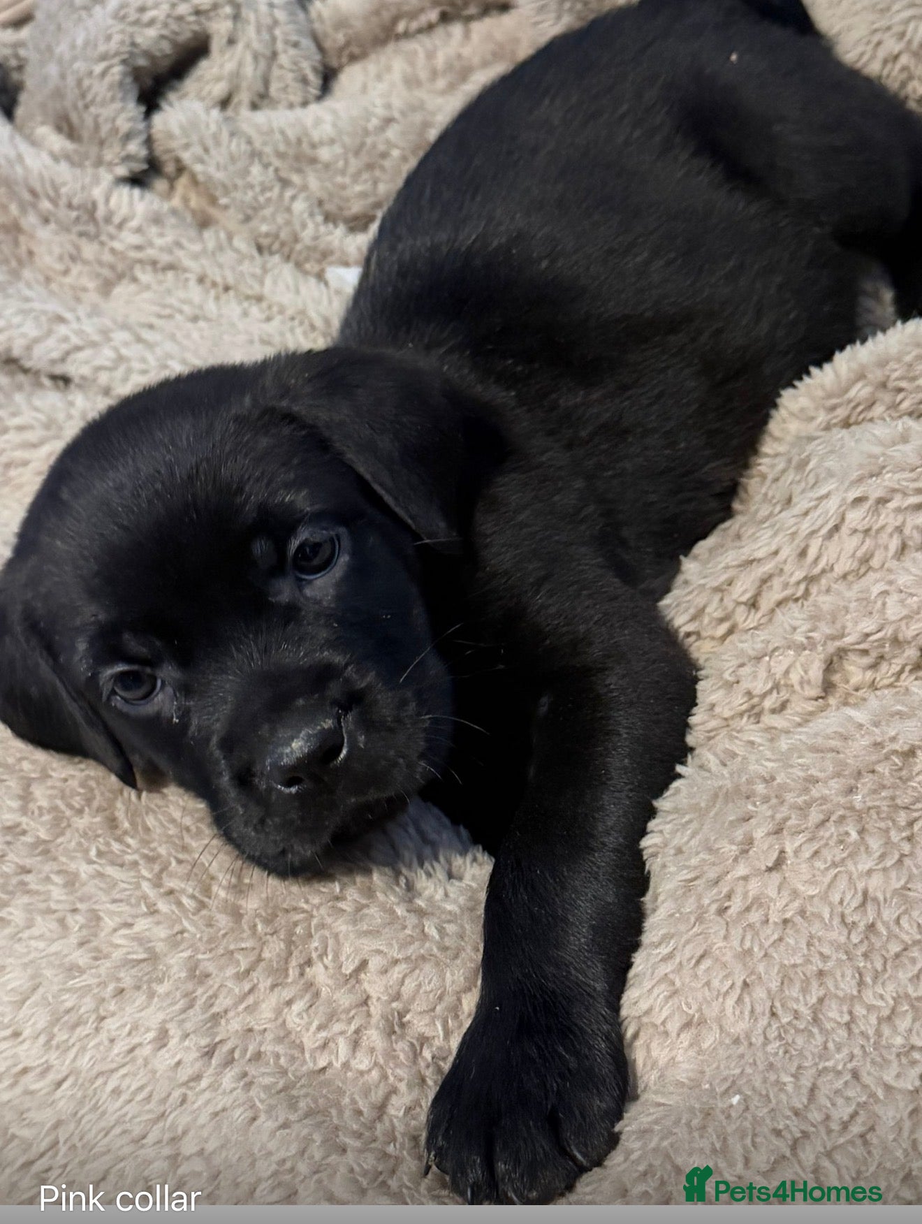 Mixed Breed dogs Rottweiler cross cane corso in Heathfield - Advert 1