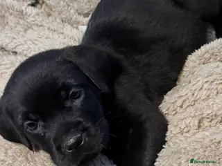 Mixed Breed dogs Rottweiler cross cane corso in Heathfield - Advert 1