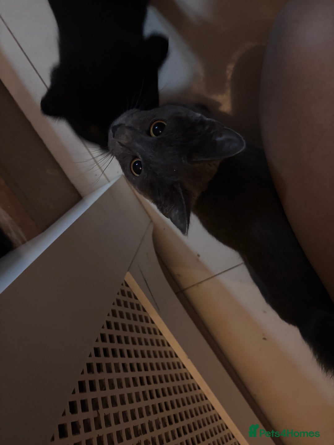 Mixed Breed cats for sale: Kittens/cats in need of new homes  - Image 7