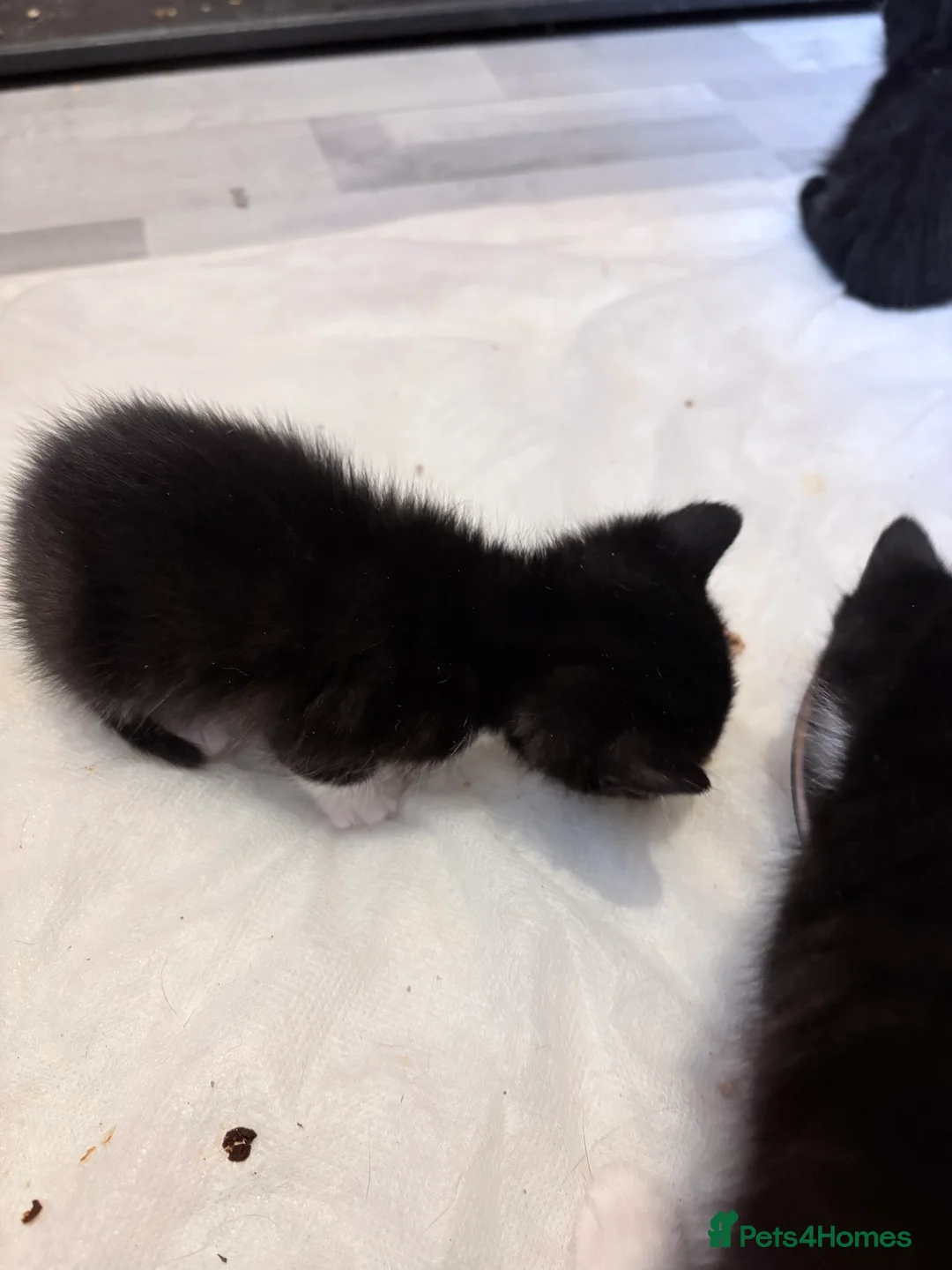Mixed Breed cats for sale: kittens - Advert 4