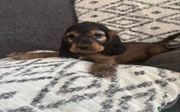 Cocker Spaniel dogs for sale: Beautiful show type cocker spaniel puppies - Image 5
