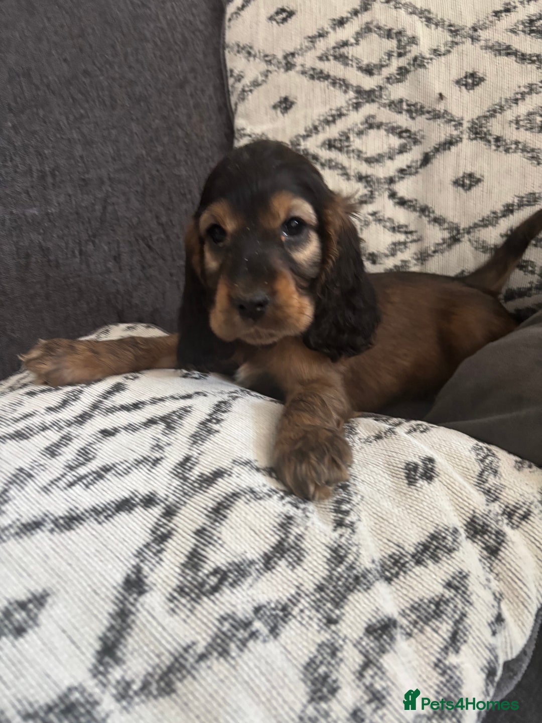 Cocker Spaniel dogs for sale: Beautiful show type cocker spaniel puppies - Image 5