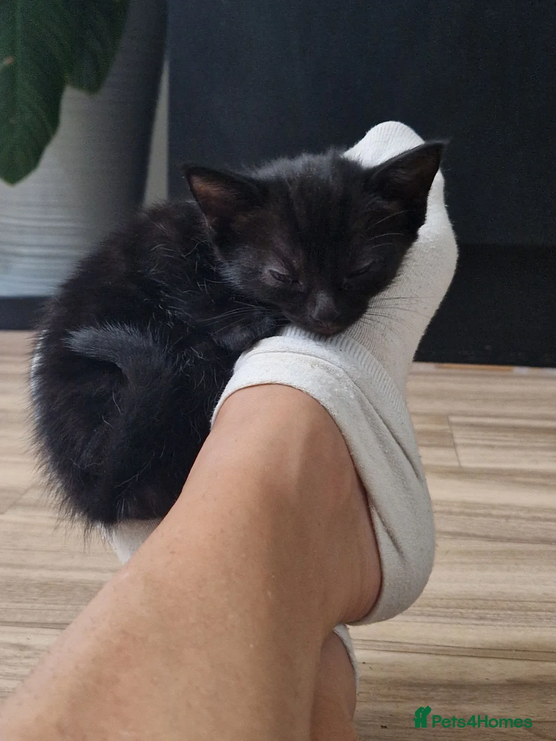British Shorthair cats for sale: 😸 British Shorthair Kittens Ready to Reserve 😸  - Advert 19