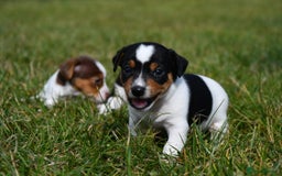 Jack Russell dogs for sale: Jack Russel puppies for sale  - Image 8